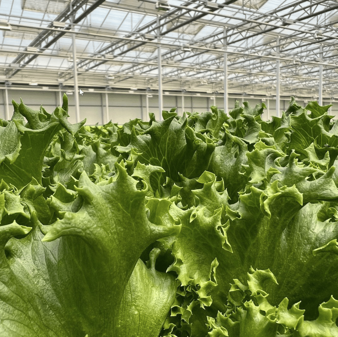 Des compresseurs solaires pour cultiver la laitue